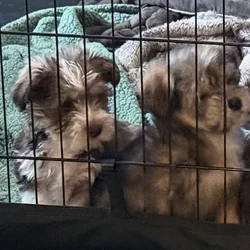 Yorkie Mix