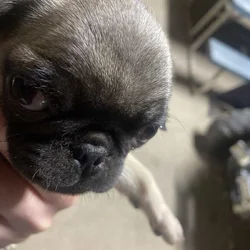 Pugs for sale