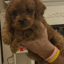 COCKAPOO