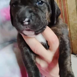 Pitt/Beagle mix puppies 150$ ready March 6