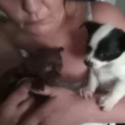 Beautiful Apple Head Chihuahua puppies two males 7