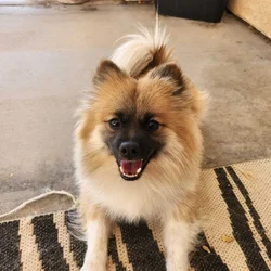 Pomeranian for sale. Purebred and well behaved.