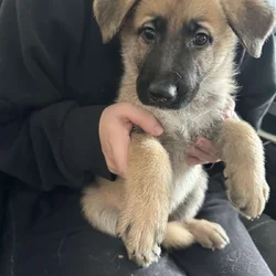 Anatolian/german shepherd mix