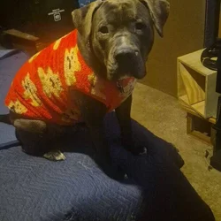Pitbull to a loving home!