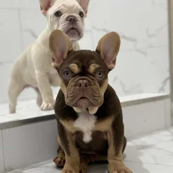 French Bulldog Puppy