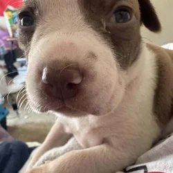 Pit Bull Puppies For Sale
