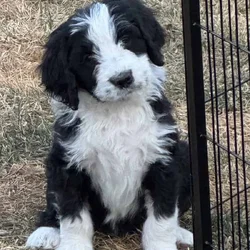 Bernedoodle Puppies