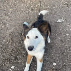 Australian shepherd mix