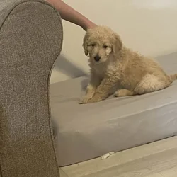 4 golden doodle puppies