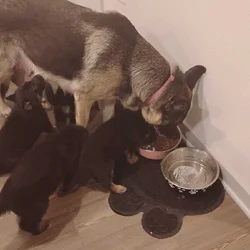 German shepherd puppies . Almost ready. 700.