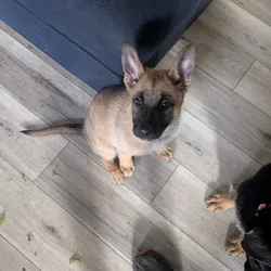 Belgium German shepherd puppies