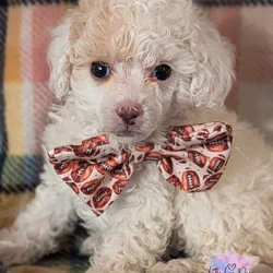 Toy Poodles