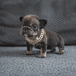 Tiny female frenchie