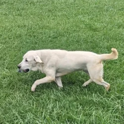 AKC White Labs 2 Avail, 4 Yrs Old, Breeding Rights