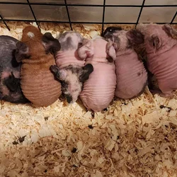 Skinny Pig Pups
