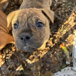 Olde English bulldog puppies