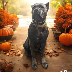 ITALIAN MASTIFF CANE CORSO