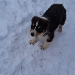 4 Australian shepherds puppy’s