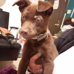 Meet Hazel