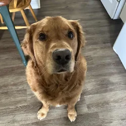 Golden Retriever Adoption