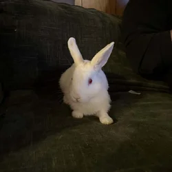 3 Albino polish dwarf bunnies
