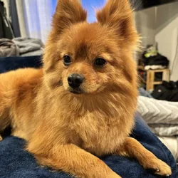 Pomeranian- Male- Purebred