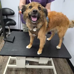 Dog in search of a forever home.