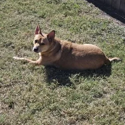 Rehoming My Sweet Girl, Mimi 🐾💔