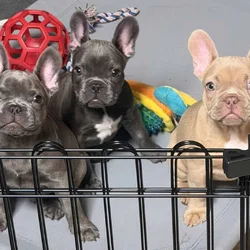 French Bulldog Puppies