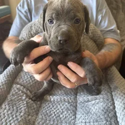 Cane Corso Gray Female Puppy