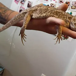 Rehoming Bearded dragon
