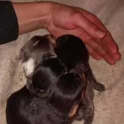 Blue and white full blooded female two twin pomchi