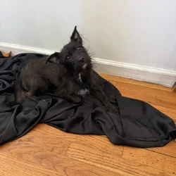 3 year old Yorkie mixed with chihuahua