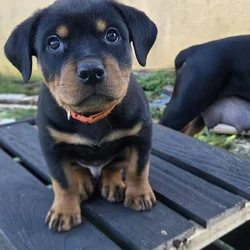 Rottweiler- Orange