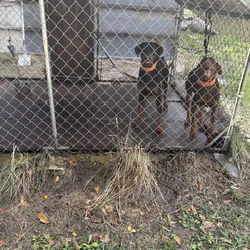 Rehoming Dobermann Male or Female or both