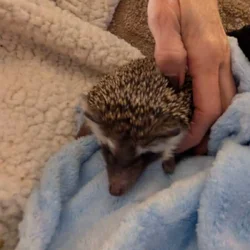 Hedgie needs forever home