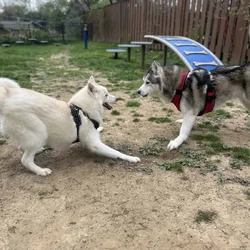Energetic Siberian Husky looking for a new home