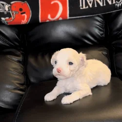 Maltipoo Toy