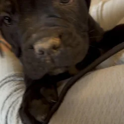 Cane Corso Puppies