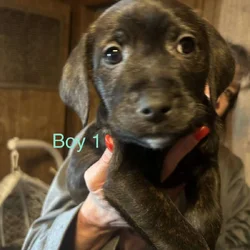 Lab Mix Boy Puppies