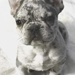 French Bulldog Puppy