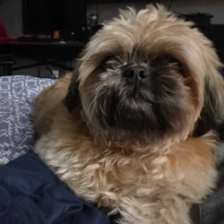 Lovable Shih-Tzu Needs New Home After Owner Died