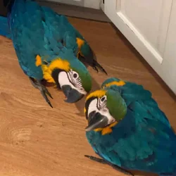 Blue and gold macaw Parrots for adoption