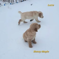 Golden Retriever puppies