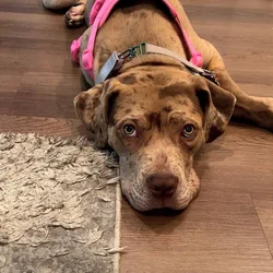 Female / Boerboel North American mastiff