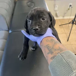 Corso puppy