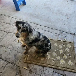Australian Sheppard