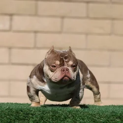 Bully Studs