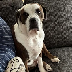 Adult American Bulldog For Sale