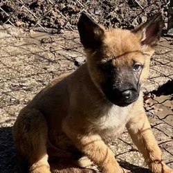 Belgian Malinois